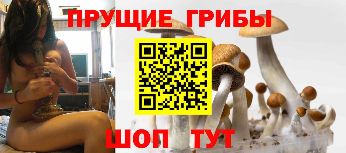 Галлюциногенные грибы Cubensis  Вход с VPN  Похвистнево  купить наркотик  Галлюциногенные грибы прущие грибы 